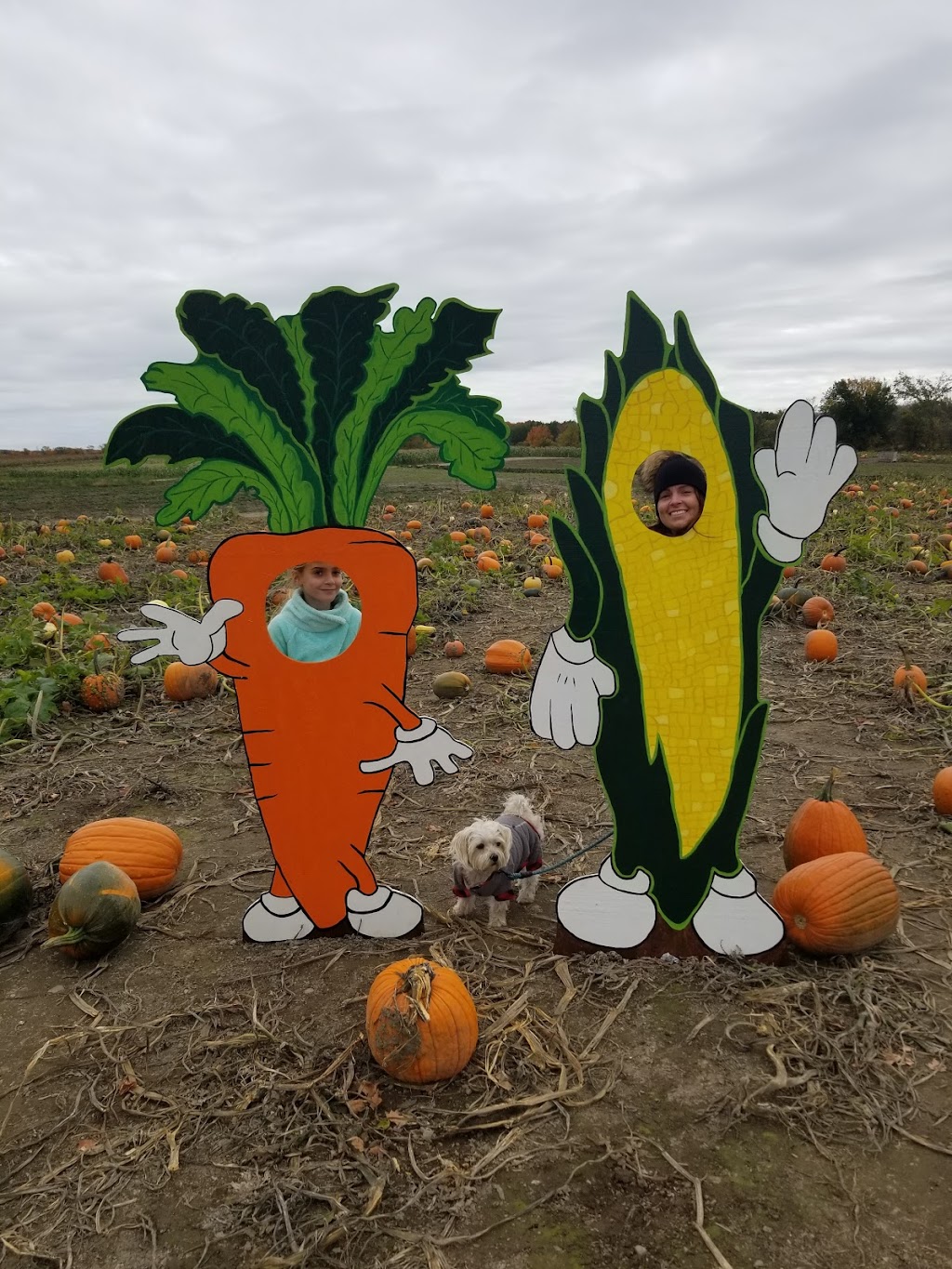 Dubeau Family Farm | 5 Concession Rd 11 E, Tiny, ON L0L 2J0, Canada | Phone: (705) 526-9970