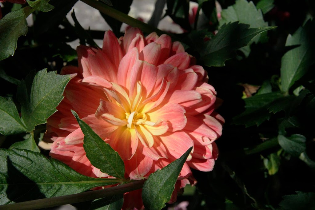 Dr William E. Lea DMD | 320 Lower Ganges Rd, Salt Spring Island, BC V8K 2V3, Canada | Phone: (250) 537-4141