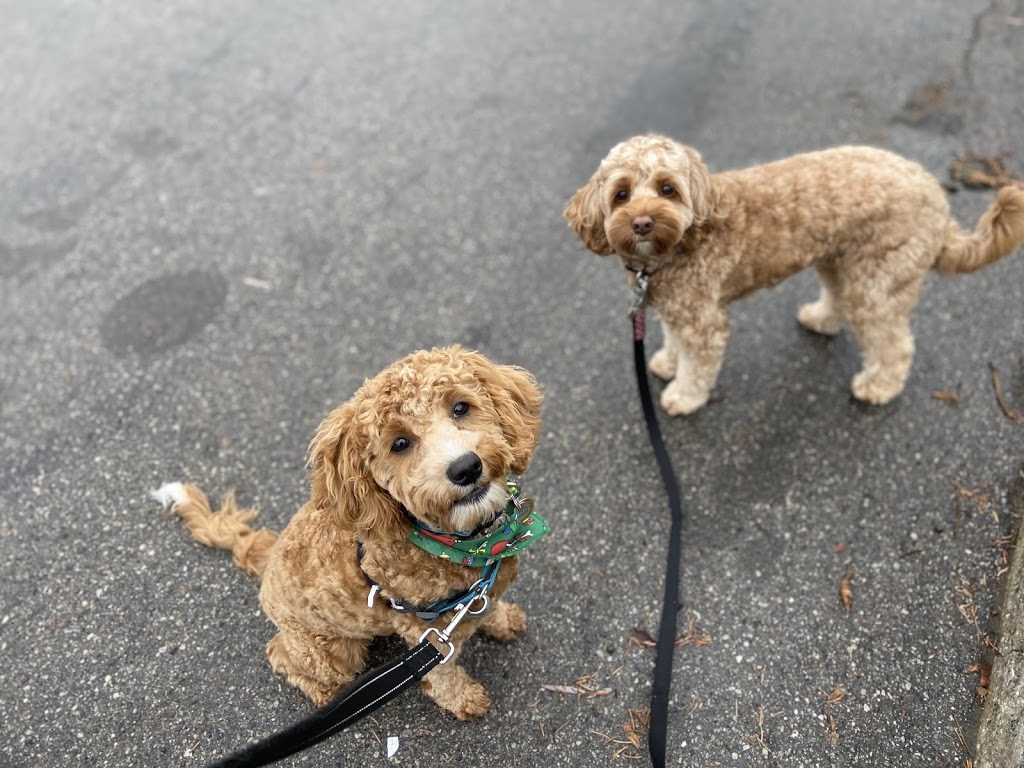 PawPal Adventures Pet Services | 30 Brixham Terrace, Toronto, ON M3M 2S1, Canada | Phone: (647) 444-3657