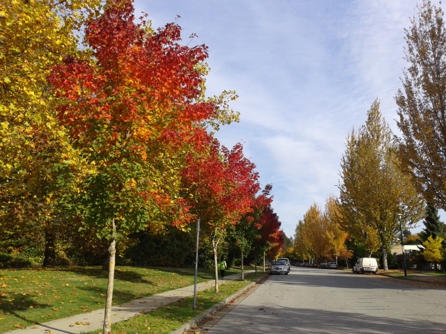 Rosemont Park | 3101 Rosemont Dr & Kerr Street, Vancouver, BC V6G 1Z4, Canada