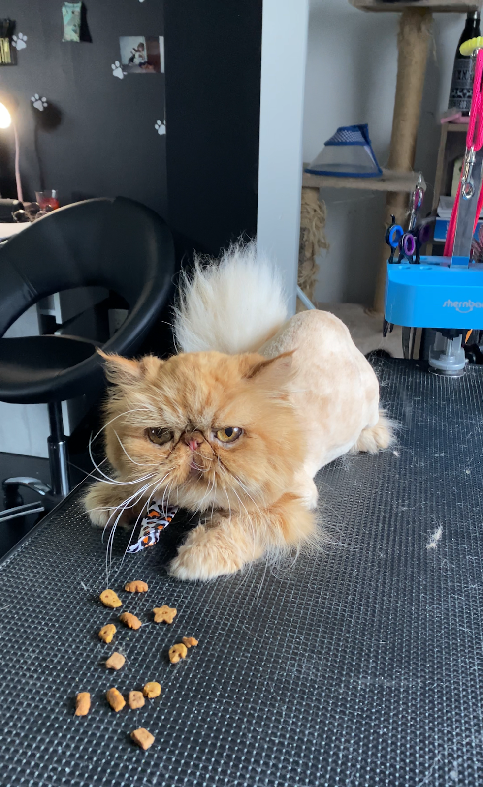 Savs Grooming Salon | 8097 Queen St, Crofton, BC V0R 1R0, Canada | Phone: (250) 740-5331