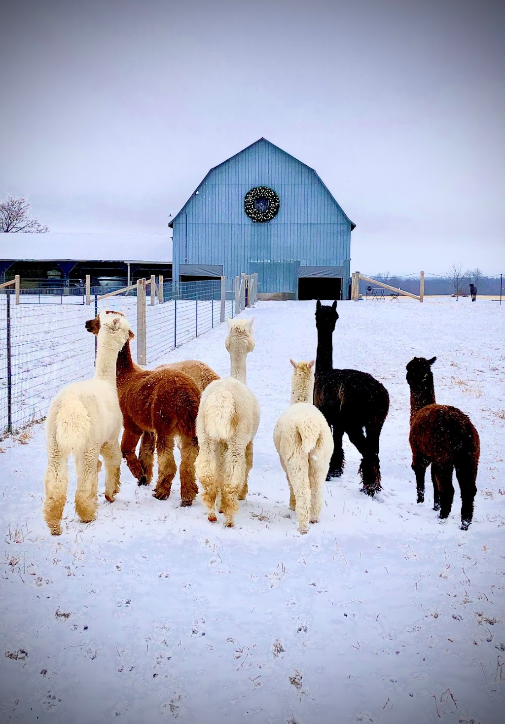 Copper Line Alpacas | 4835 Appleton Side Rd, Almonte, ON K0A 1A0, Canada | Phone: (613) 793-6000