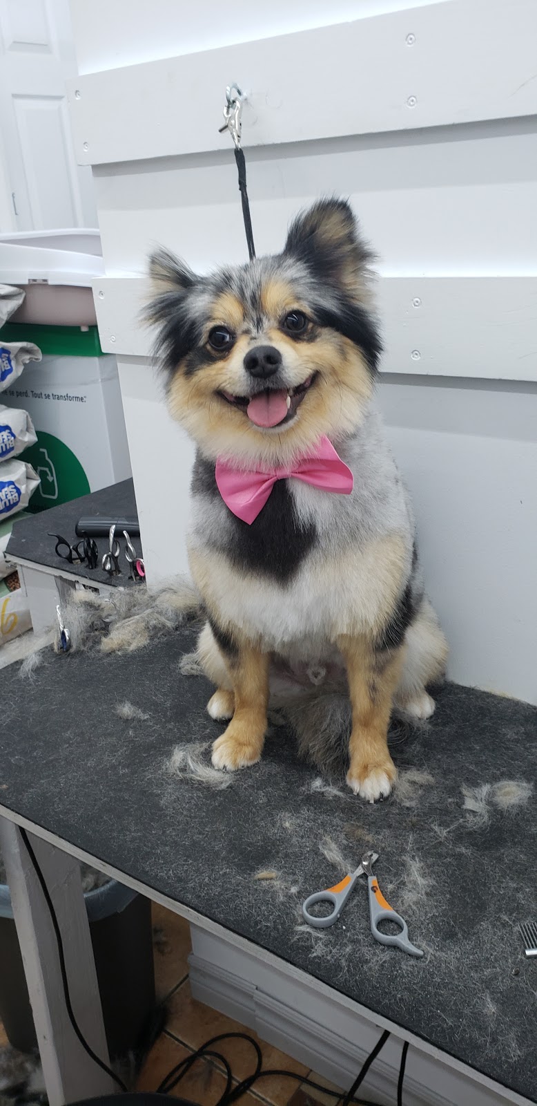 Toilettage O Chien Sale | 4575 QC-125, Rawdon, QC J0K 1S0, Canada | Phone: (514) 710-3267