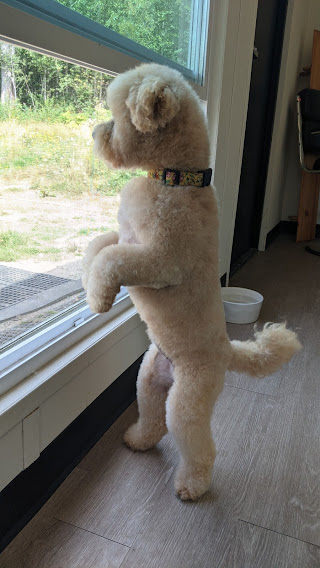 Woofs of Wisdom | Burton Rd, Gibsons, BC V0N 1V2, Canada | Phone: (604) 861-9663