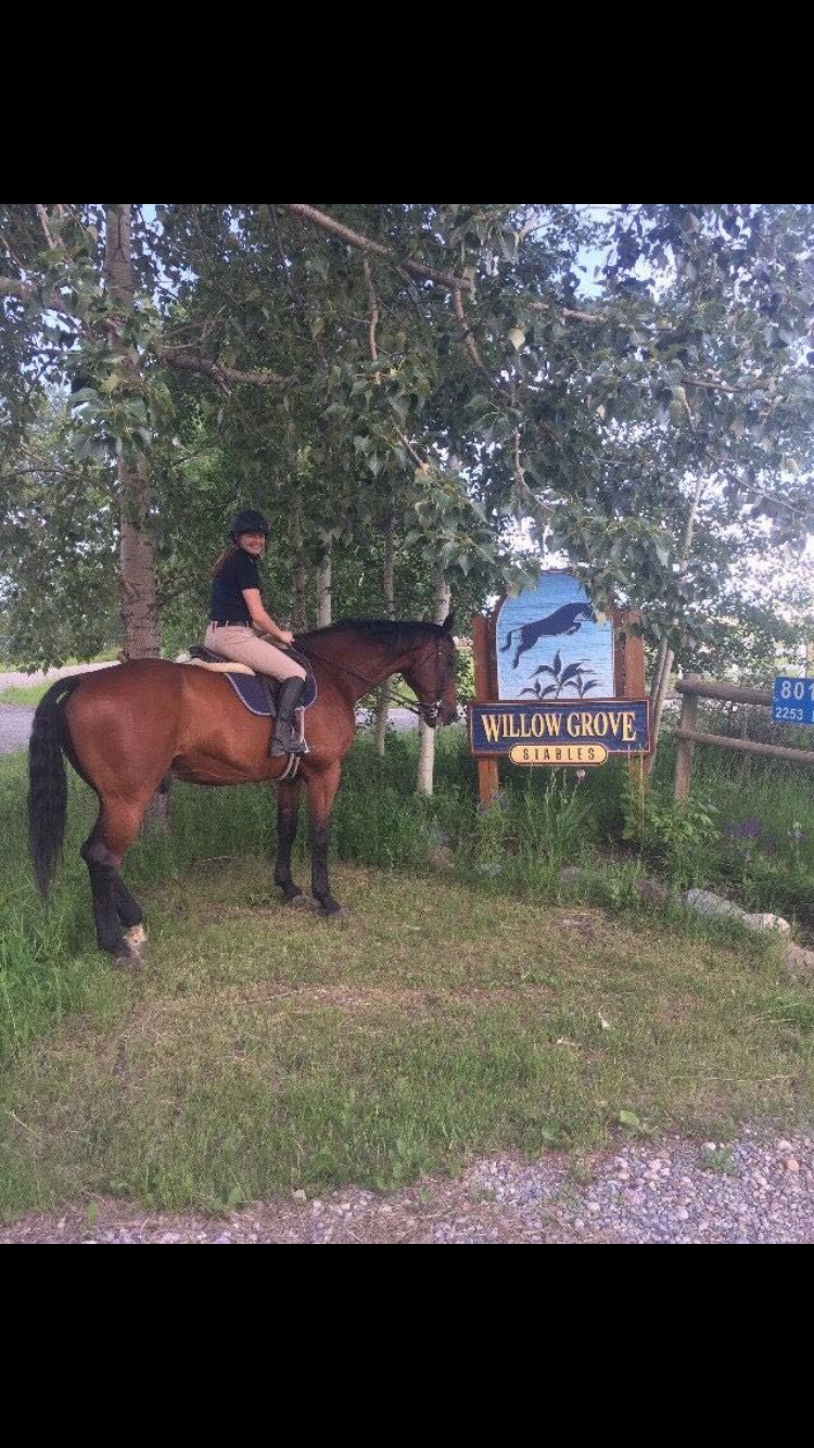 Willow Grove Stables | 80137 2253 Dr E, Alberta T1S 4V2, Canada | Phone: (403) 540-5380