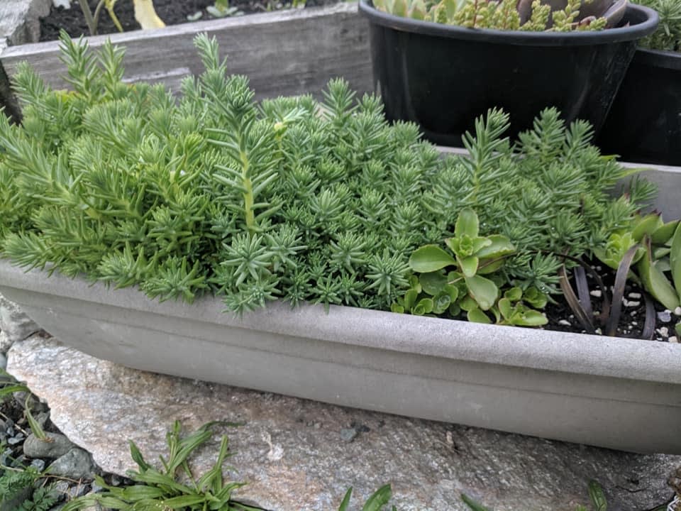 Cut & Trust Succulents | 3579 Lewis St, Duncan, BC V9L 2Z1, Canada | Phone: (778) 716-0145