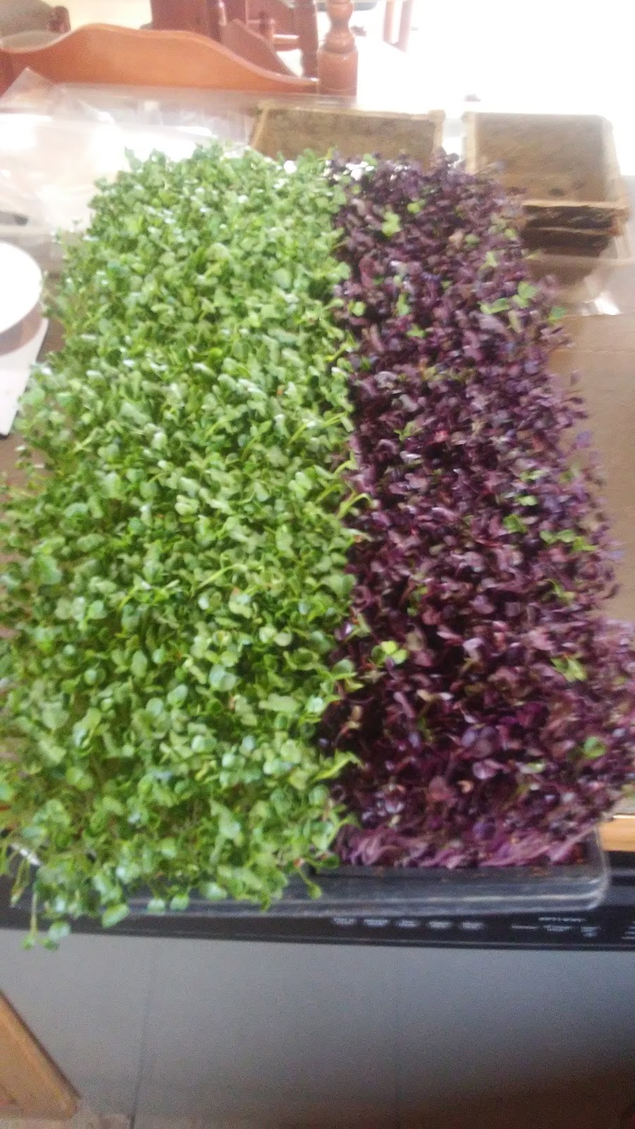 Richmond Microgreens | 3750 McBean St, Richmond, ON K0A 2Z0, Canada | Phone: (613) 807-9676
