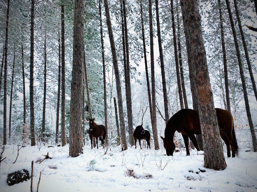 Ranch Équinoxe | 8 Rang Procule S, Notre-Dame-de-la-Paix, QC J0V 1P0, Canada | Phone: (514) 217-5187