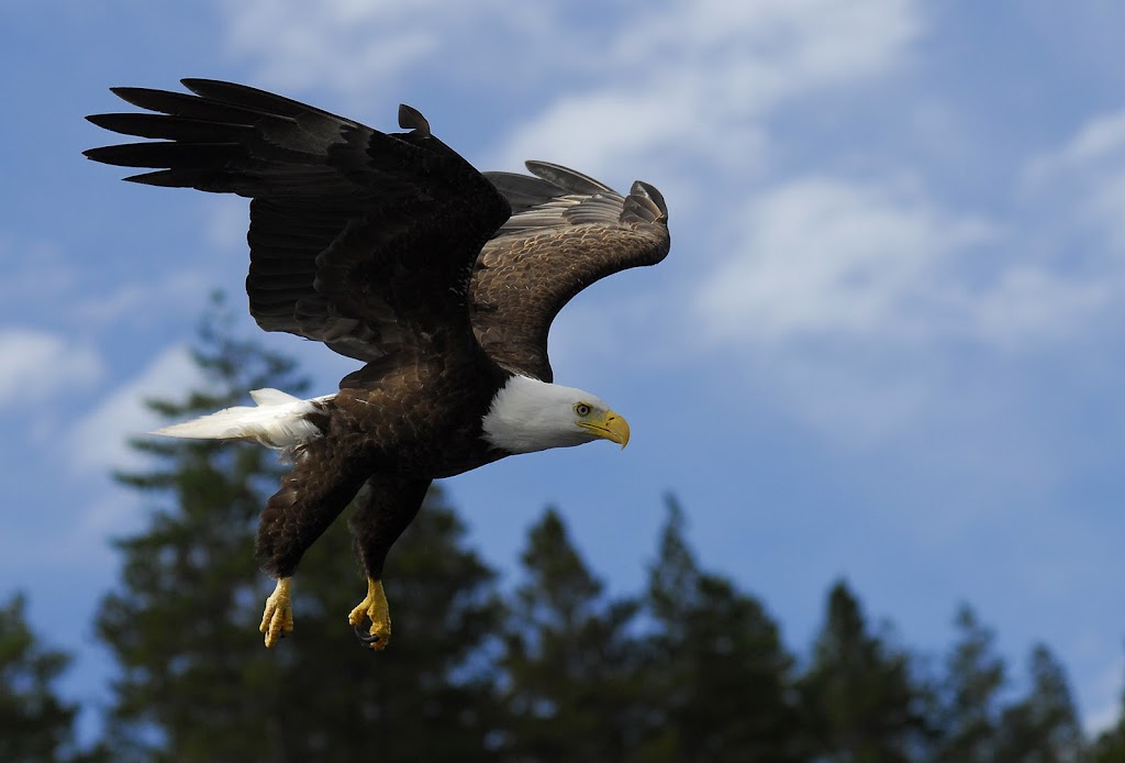 Spirit of the West Adventures | 1313 Cramer Rd, Heriot Bay, BC V0P 1H0, Canada | Phone: (250) 285-2121