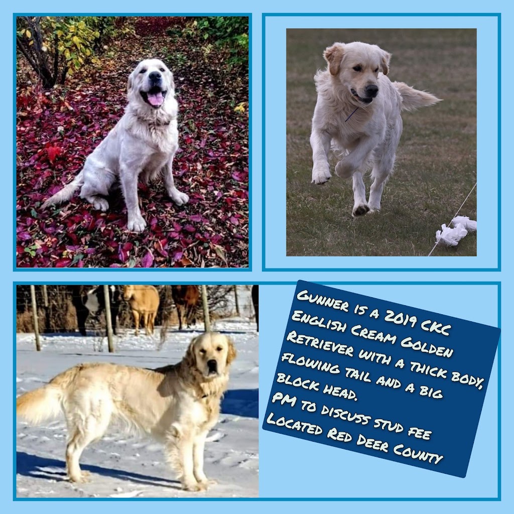 Silverstar Kennels | 22275 Township Rd 362, Red Deer County, AB T0M 1K0, Canada | Phone: (587) 447-7744