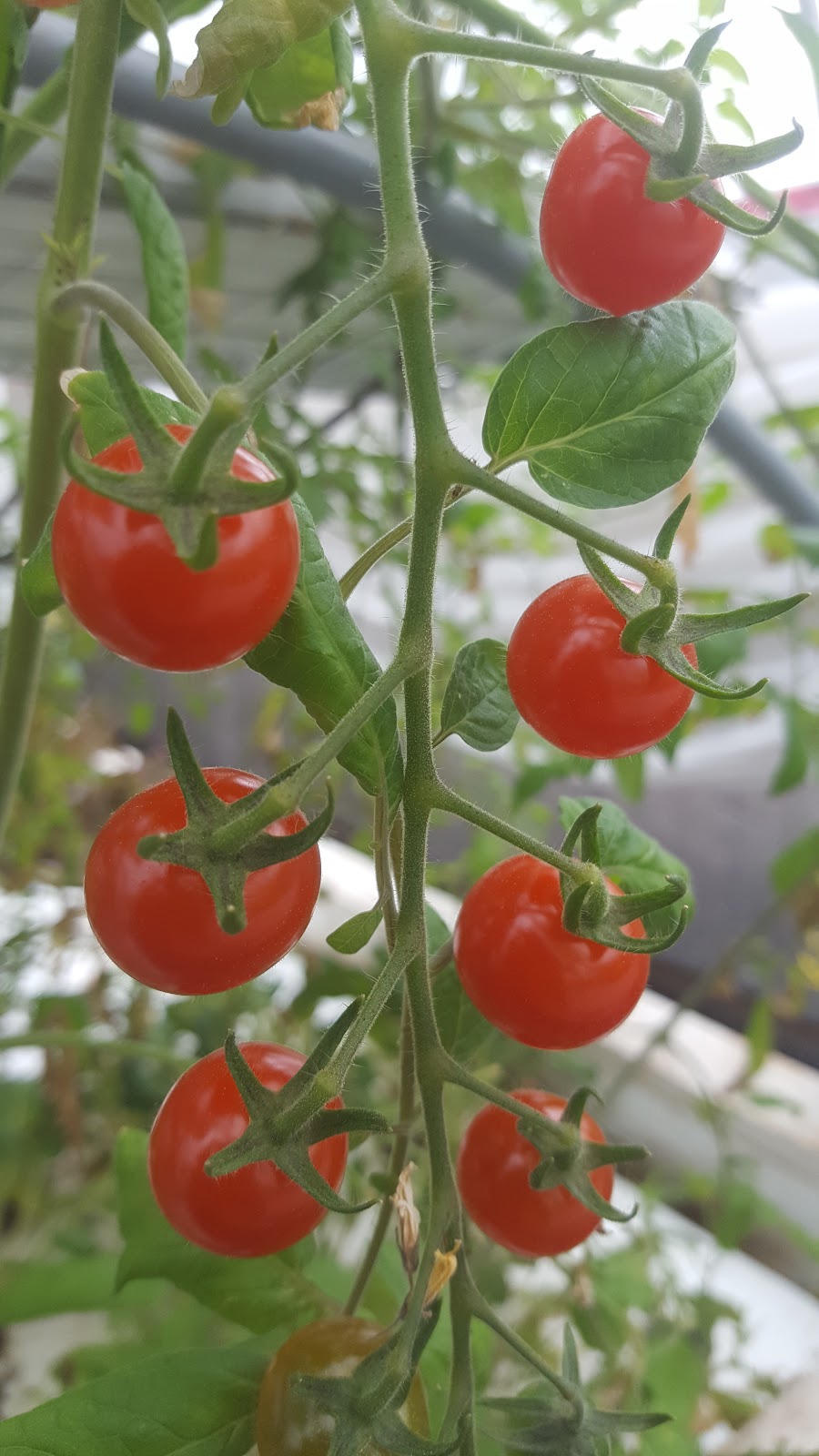 Aquatic Growers | 1330A Southwood Rd, Severn Bridge, ON P0E 1N0, Canada | Phone: (705) 238-6728