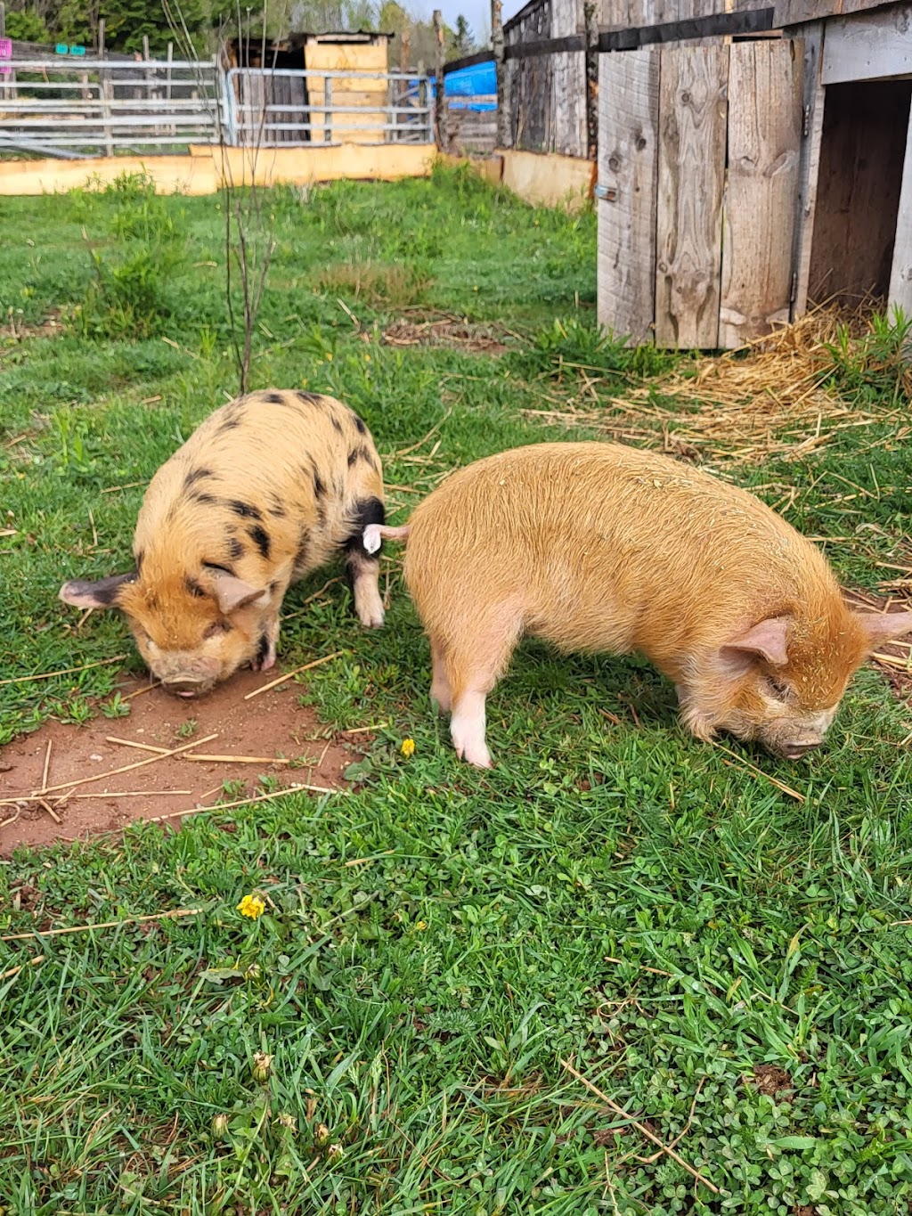 Brudenell Miniatures Barnyard Zoo | 74 Brudenell Point Rd, Montague, PE C0A 1R0, Canada | Phone: (902) 969-0011