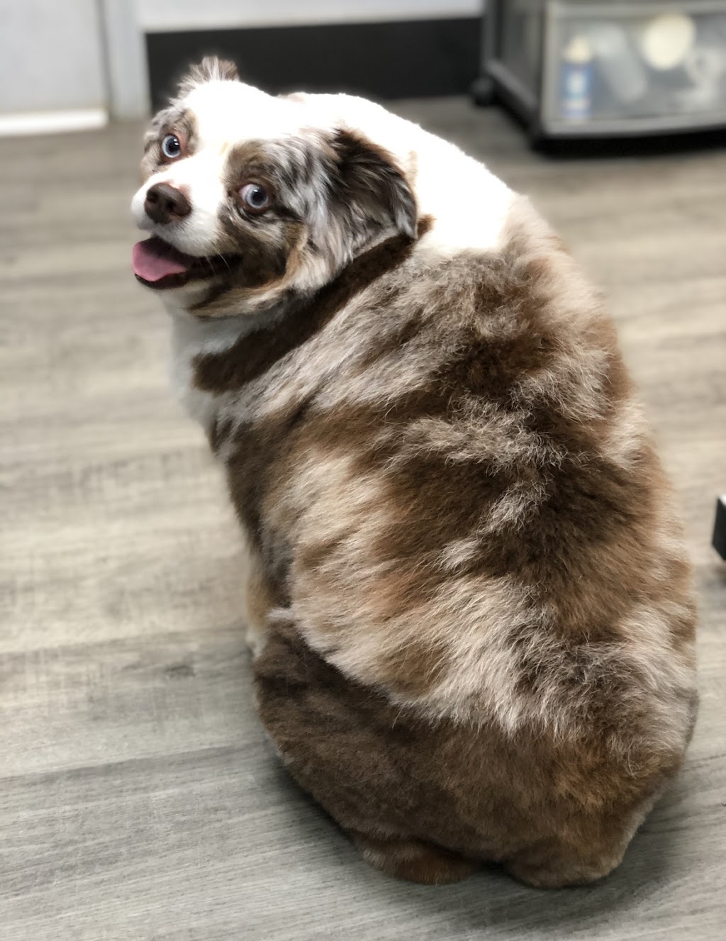 Suds n Scissors - Dog Grooming Studio | 931 Brunette Ave Unit G, Coquitlam, BC V3K 6T5, Canada | Phone: (604) 525-7387