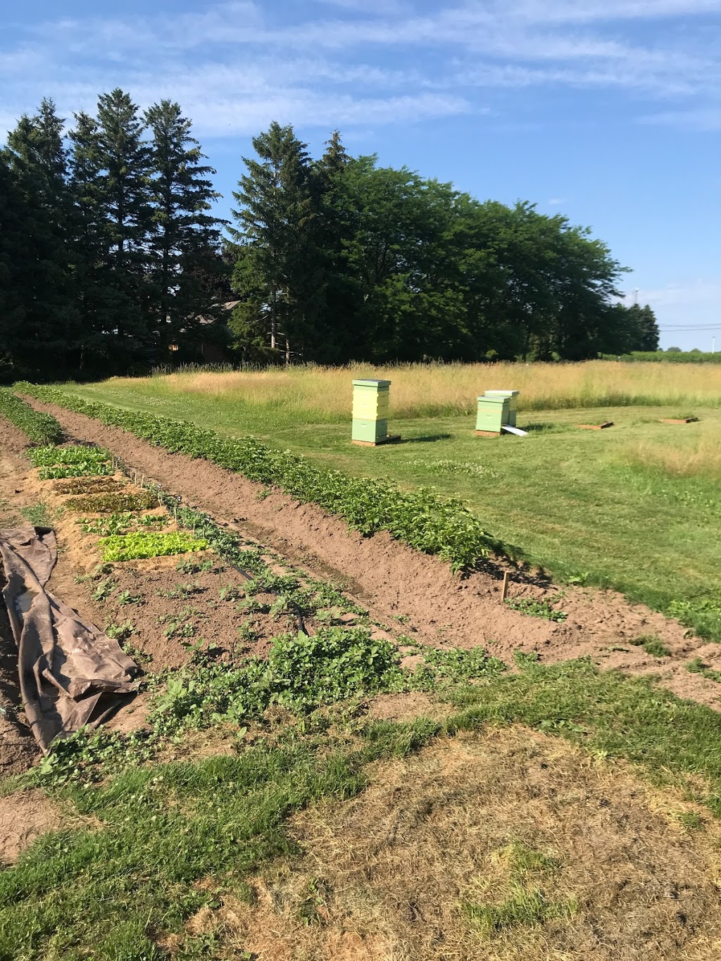 Stones Farms | 712 Lakeshore Rd, Niagara-on-the-Lake, ON L0S 1J0, Canada | Phone: (905) 933-4741