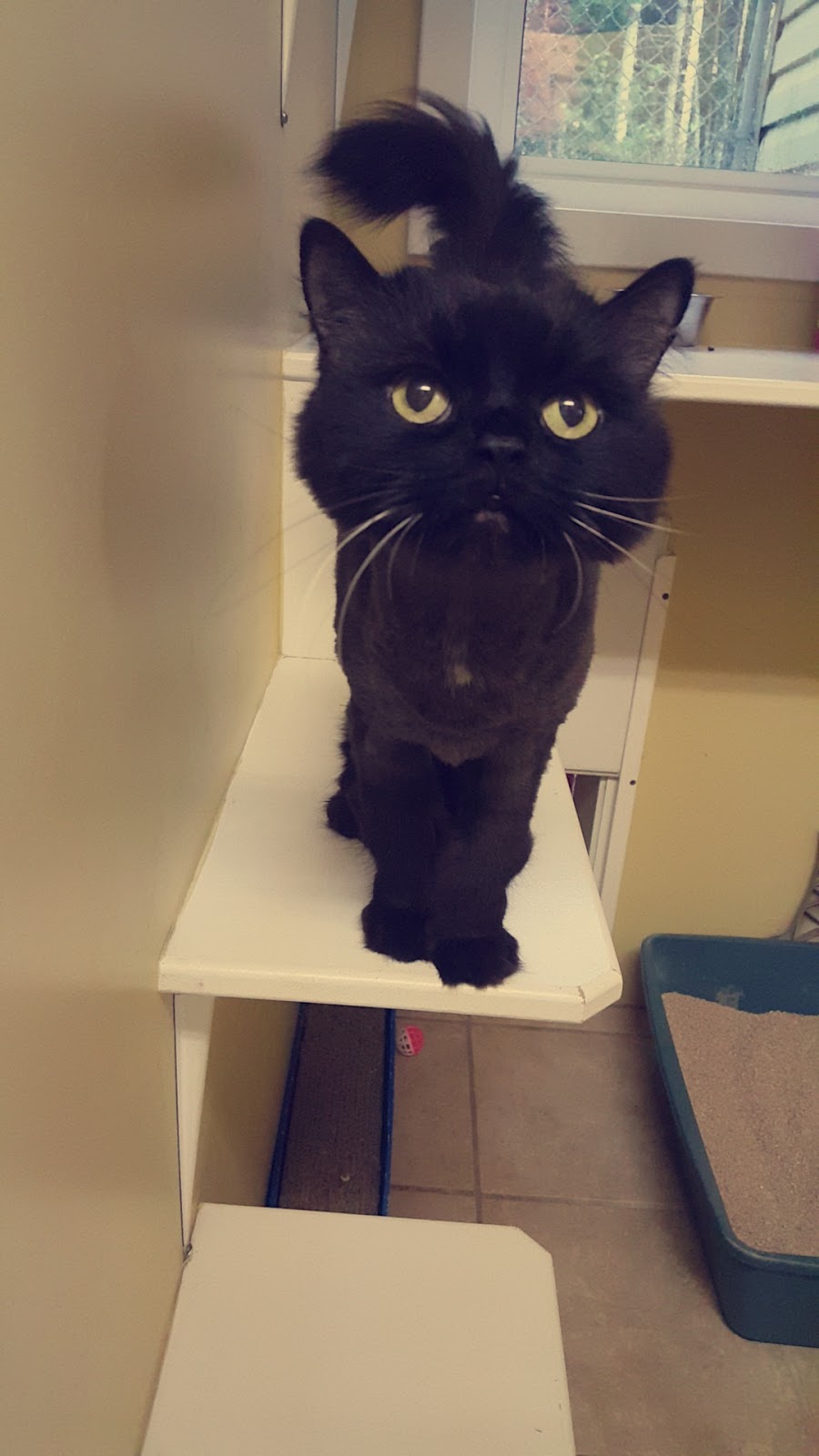 Woodlands Pet Resort | 400 E Uniacke Rd, Mount Uniacke, NS B0N 1Z0, Canada | Phone: (902) 866-3633