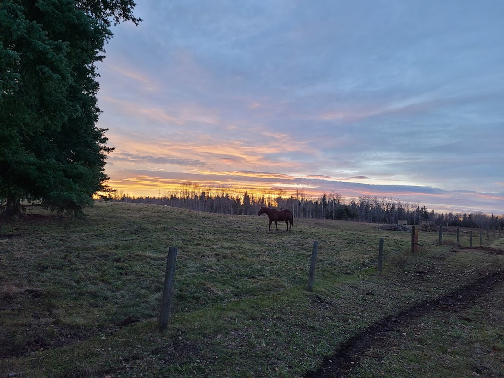 James River Horse Palace | Mountain View County, AB T0M 1C0, Canada | Phone: (403) 638-9494