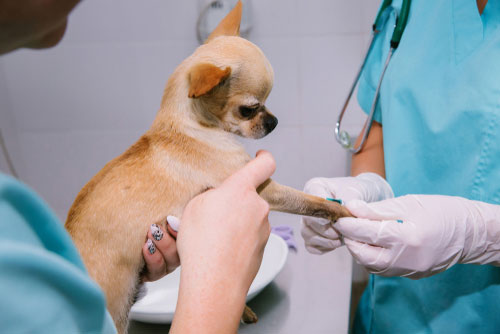 Dale Veterinary Clinic | 121 Toronto Rd #131, Port Hope, ON L1A 3S6, Canada | Phone: (905) 885-9577
