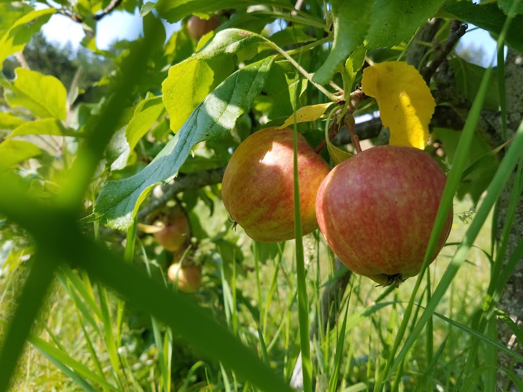 Sweet Earth Farm | 16 Sweet Earth Ln, Friday Harbor, WA 98250, USA | Phone: (360) 378-6690