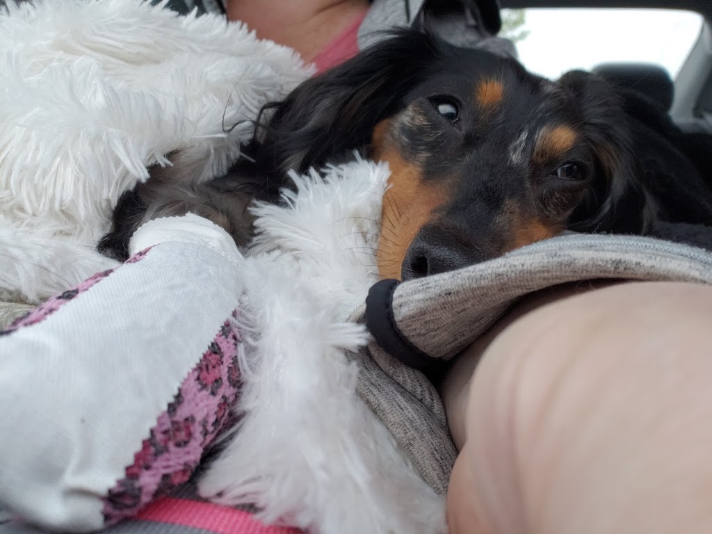 Walker Road Animal Hospital | 3577 Walker Rd, Windsor, ON N8W 3S5, Canada | Phone: (519) 972-9000