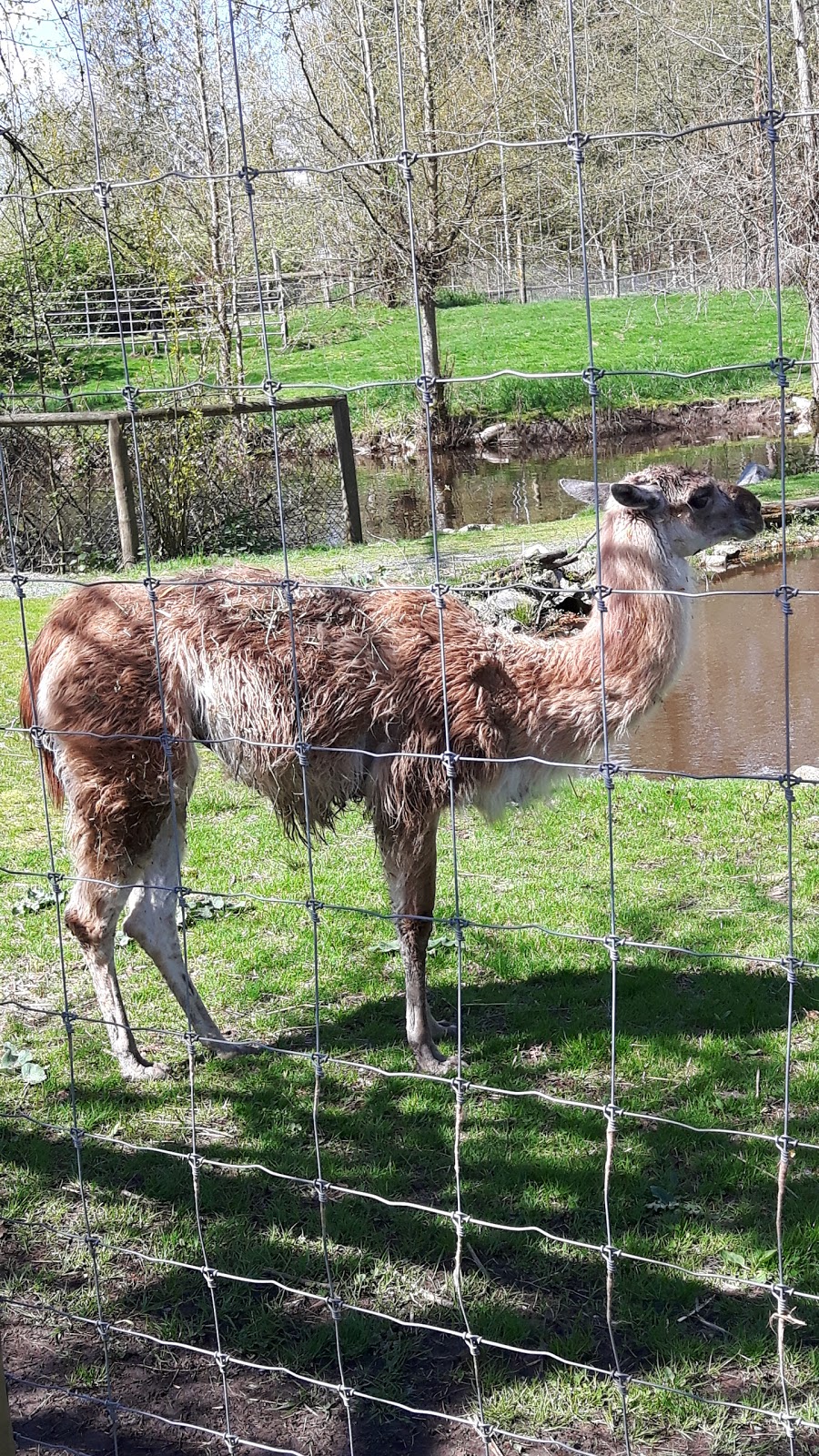 Greater Vancouver Zoo | 5048 264 St, Aldergrove, BC V4W 1N7, Canada | Phone: (604) 856-6825