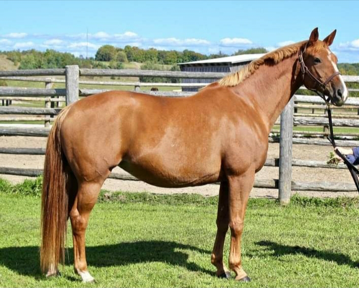 Stoney Ridge Stable | Line 12 N, Oro-Medonte, ON L0K 1E0, Canada | Phone: (705) 718-8062