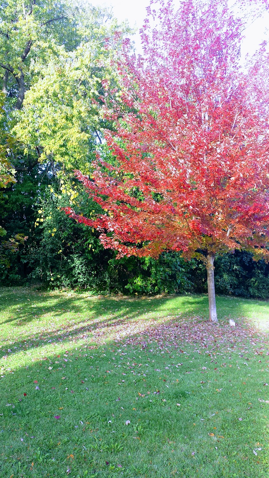 Havenbrook Park | 15 Havenbrook Blvd, North York, ON M2J 1A3, Canada