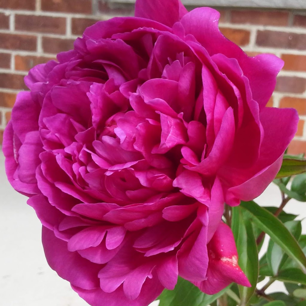 Jardins Amazone inc. | 607 Rang 3, Sainte-Clotilde-de-Châteauguay, QC J0L 1W0, Canada | Phone: (450) 826-4269