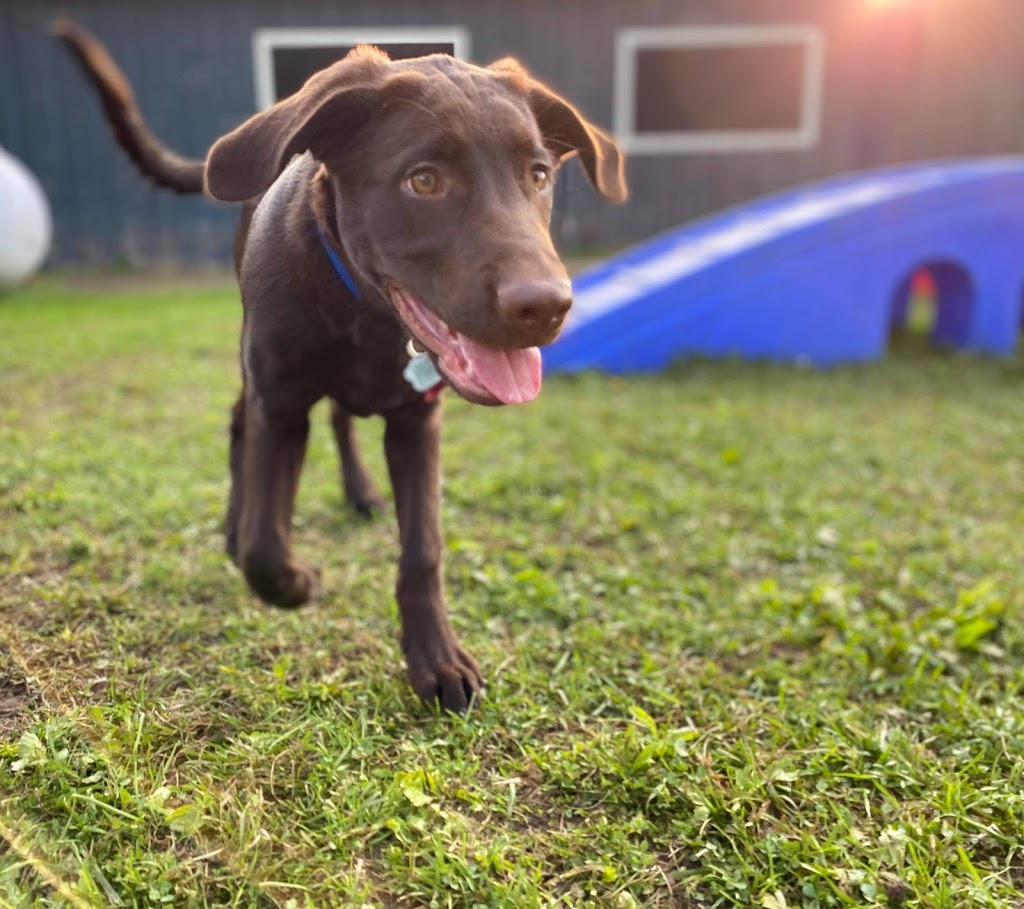 Furry Friends Pet Resort | 5455 Langmaid Rd, Hampton, ON L0B 1J0, Canada | Phone: (905) 725-6210