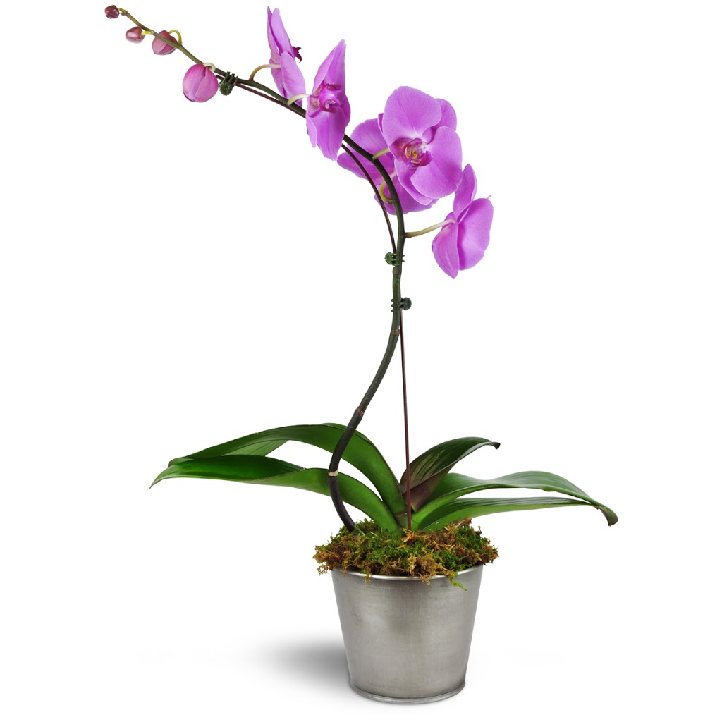 Steeltown Florist | 110-245 Kenora Ave, Hamilton, ON L8E 1C5, Canada | Phone: (289) 808-4845