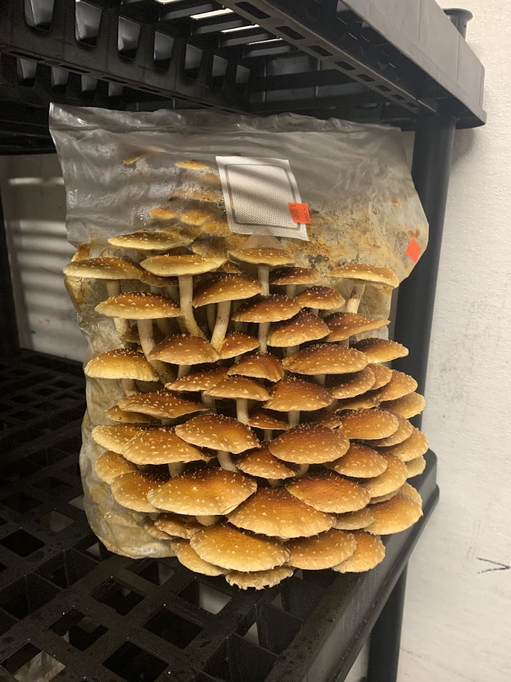 portperrymushrooms | 2360 Puckrin Dr, Seagrave, ON L0C 1G0, Canada | Phone: (416) 509-7127