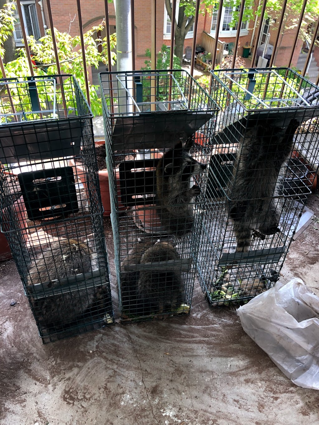CBC Pest Control and Wildlife | 255-2375 Brimley Rd, Scarborough, ON M1S 3L6, Canada | Phone: (647) 802-8841