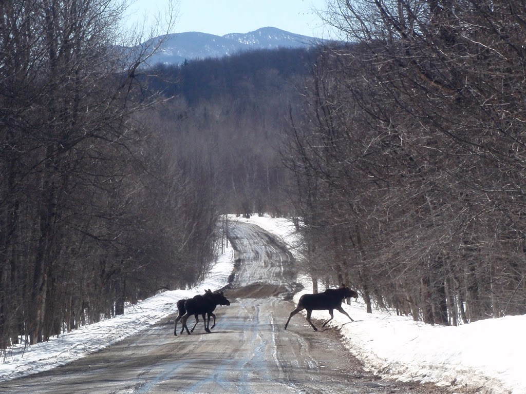 The MountainView TrailHouse | 2100 N Jay Rd, Jay, VT 05859, USA | Phone: (203) 241-6775