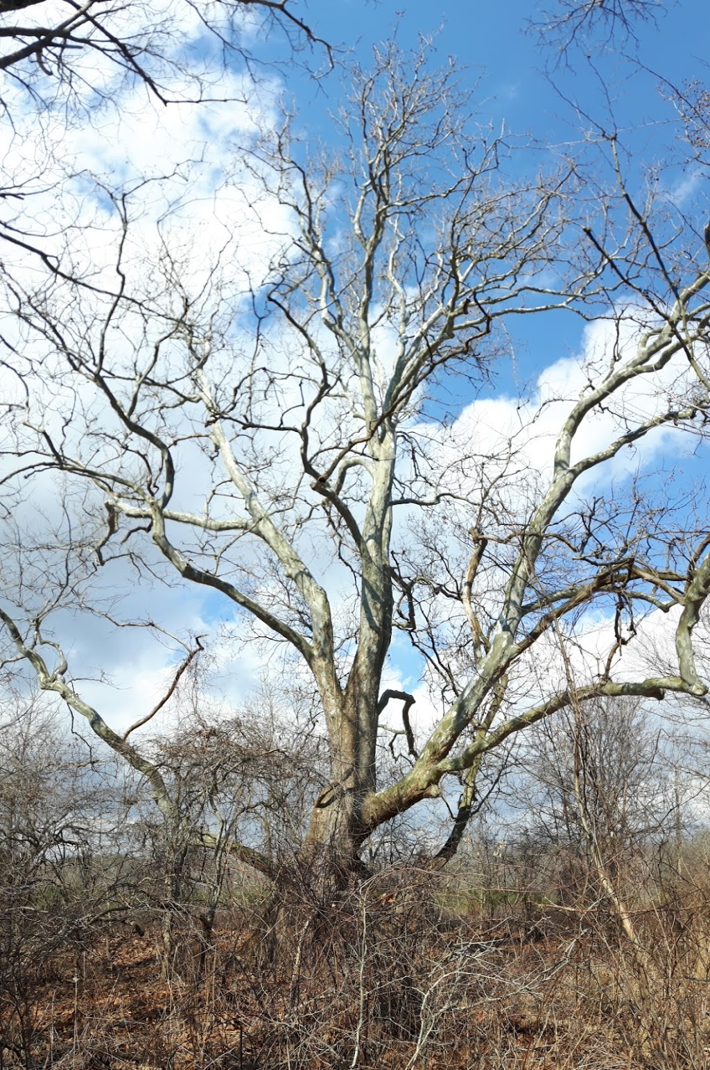 Dan Patterson Conservation Area | 44014 Mapleton Line, St. Thomas, ON N5P 3T3, Canada | Phone: (519) 631-1270
