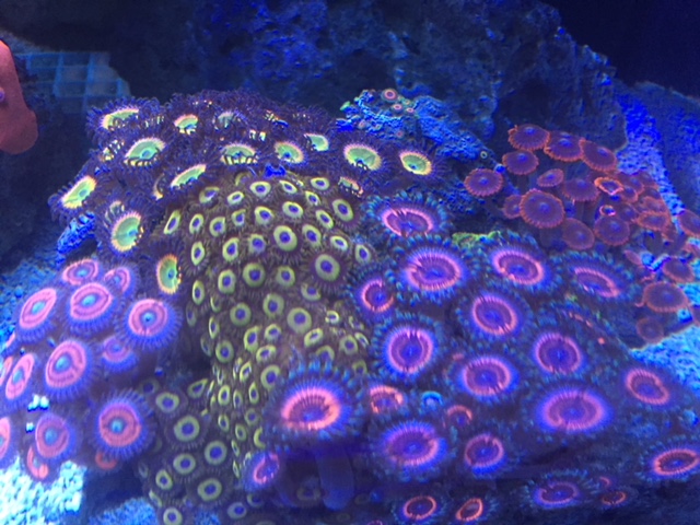In2Deep Corals | 49 Palomino Dr, Brantford, ON N3P 1J6, Canada | Phone: (905) 981-9410