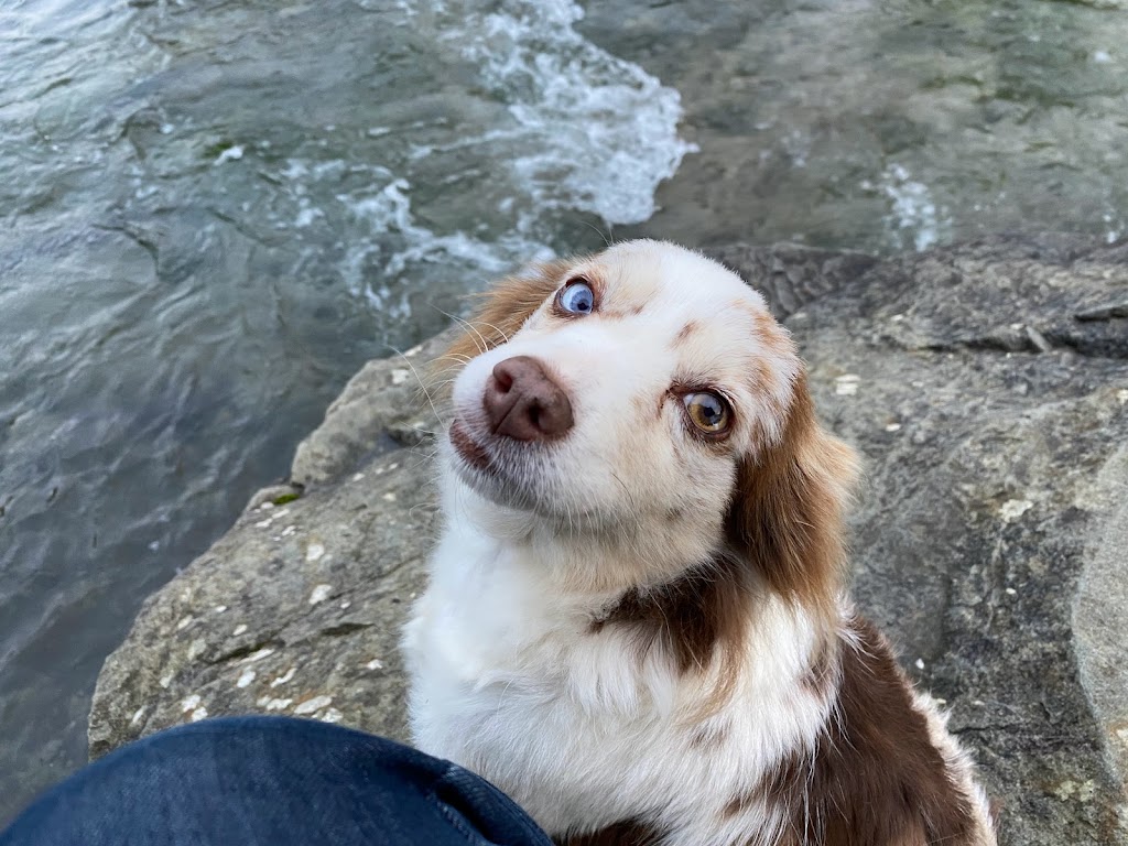 Ravine Acres Miniature Australian Shepherds | Box 258, Merville, BC V0R 2M0, Canada | Phone: (780) 387-8697