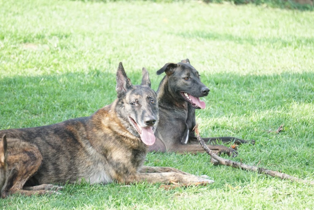 Complete K9 Care | 631 Second Line Rd, Bailieboro, ON K0L 1B0, Canada | Phone: (705) 760-4279