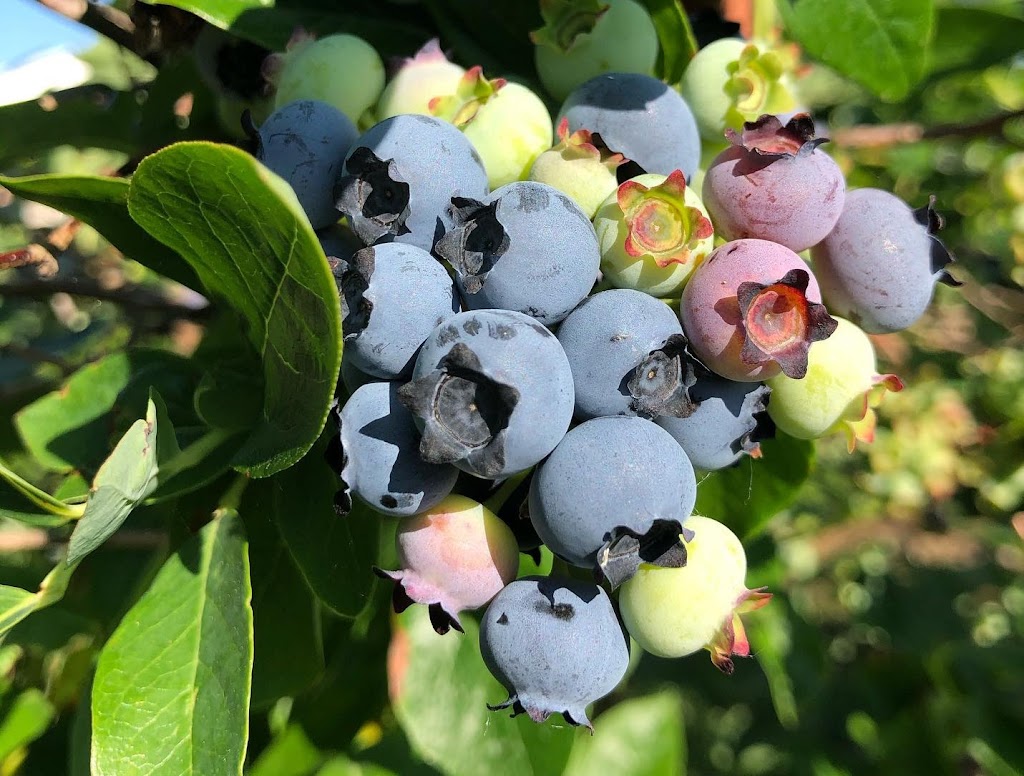 The Blueberry Patch | 289 Brant County Hwy 53, Burford, ON N0E 1A0, Canada | Phone: (519) 458-8066