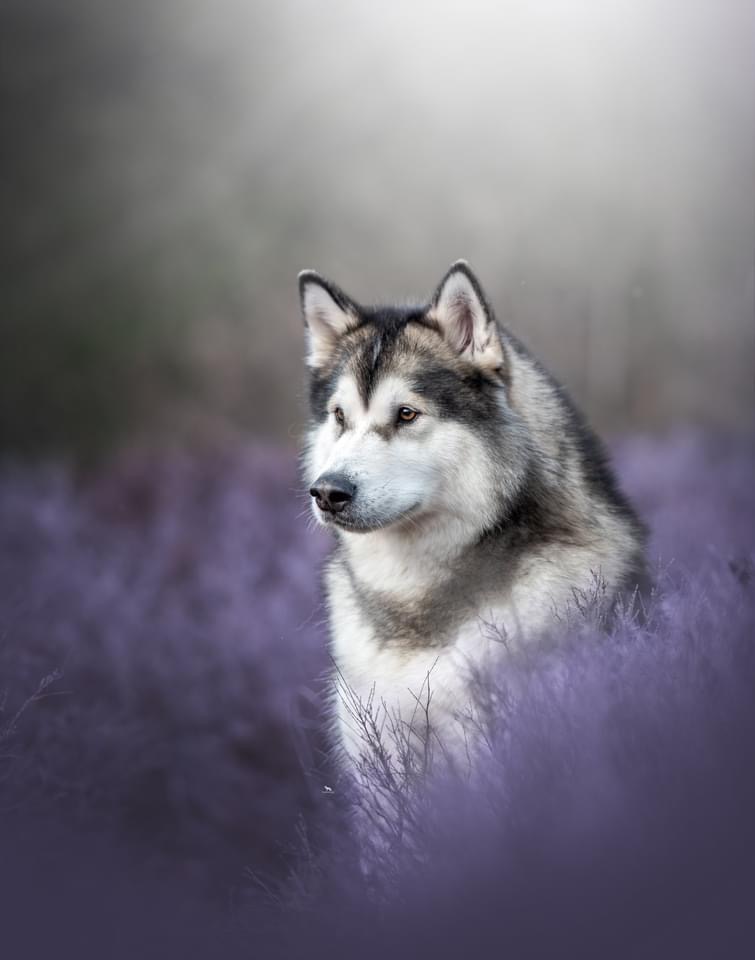 NovaMal Alaskan Malamutes | 12 Atlantic View Dr, Lawrencetown, NS B2Z 1R4, Canada | Phone: (902) 441-1981