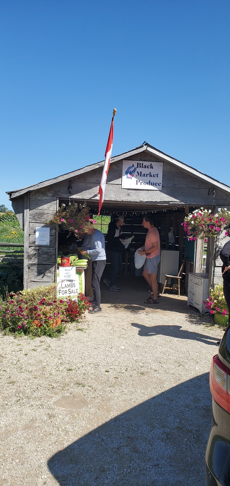 Black Market Produce | 460342 Rd 110 RR7, Markdale, ON N0C 1H0, Canada | Phone: (519) 986-4657