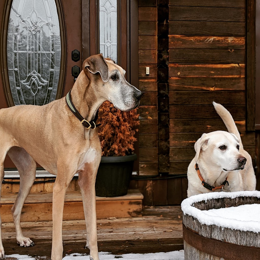 Shaws Paws | 73 Scotia Rd, Sutton, ON L0E 1R0, Canada | Phone: (289) 338-6629
