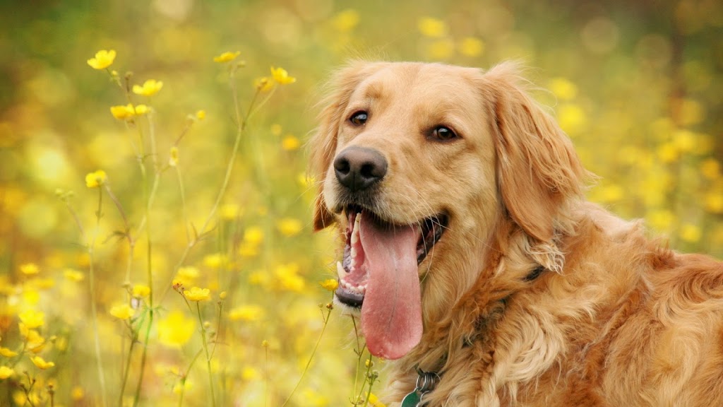 Westheights Veterinary Hospital | 450 Westheights Dr Unit #1, Kitchener, ON N2N 2B9, Canada | Phone: (519) 742-7387