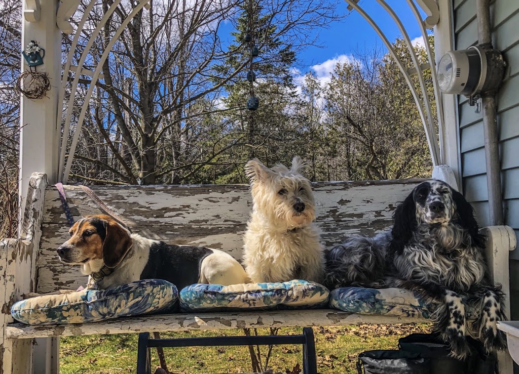 Oshawa Dog Club | 3015 Ritson Rd N, Oshawa, ON L1H 0P7, Canada | Phone: (289) 645-4040