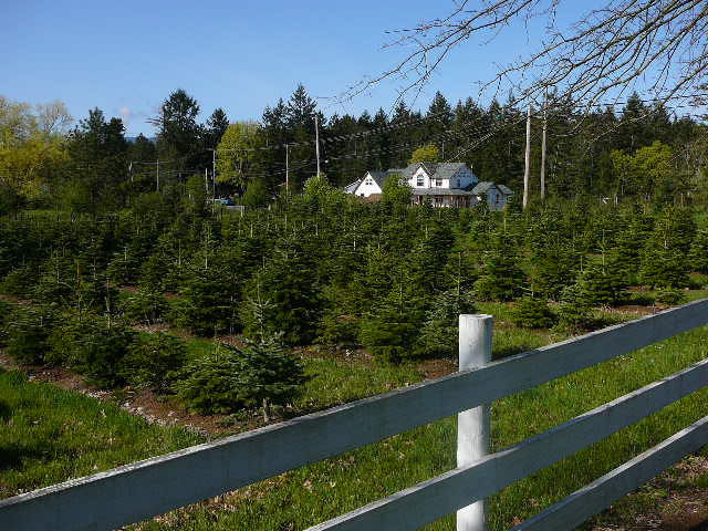 Lakes Road Tree Farm | point of interest | 6673 Lakes Rd, Duncan, BC V9L 5V9, Canada | 2507464364 OR +1 250-746-4364