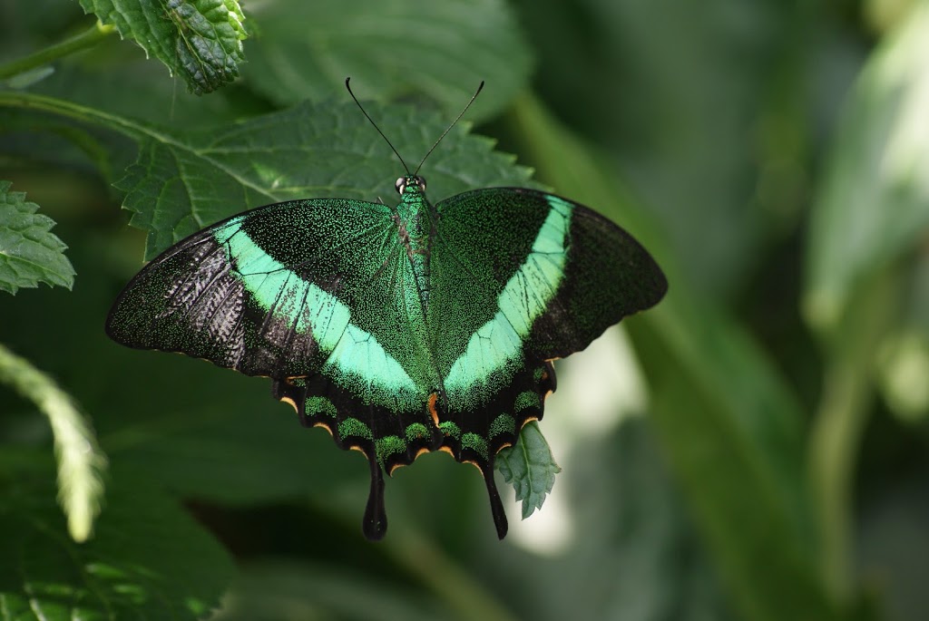 Metamorphosis Healing | 850 Shepherd Pl, Milton, ON L9T 6R8, Canada | Phone: (905) 330-5602