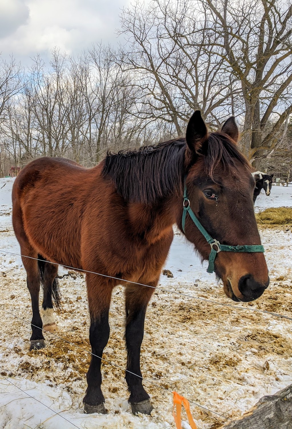 Mountain View Stables | 302 Grey County Rd 21, The Blue Mountains, ON L9Y 0L2, Canada | Phone: (705) 445-8544
