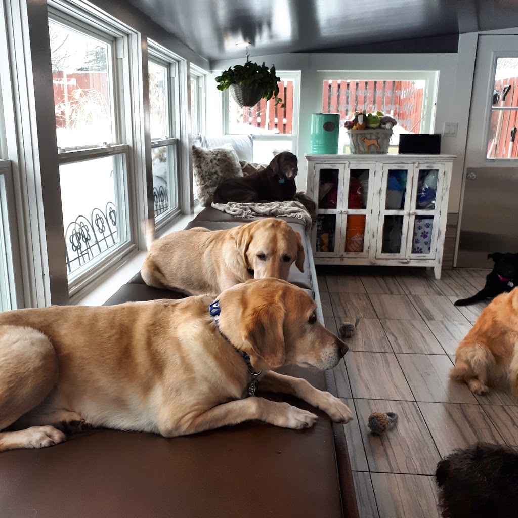 Chriss Dog Hotel No Cages Luxury Pet Resort | 1205 Moira St W, Belleville, ON K8R 1G1, Canada | Phone: (613) 968-4004