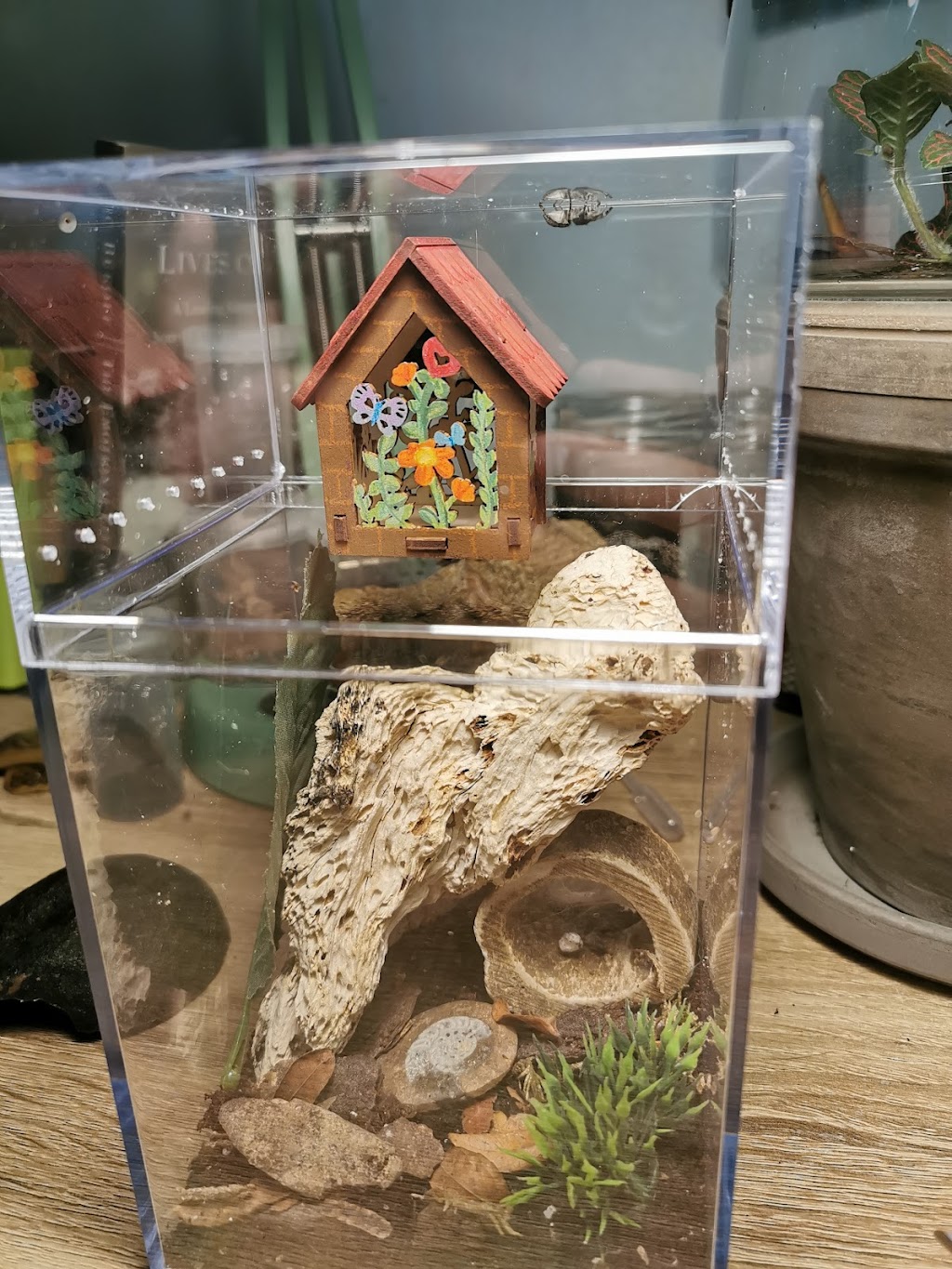 Tarantula Canada | 3101 Bd Dagenais O, Laval, QC H7P 1T8, Canada | Phone: (514) 484-4101