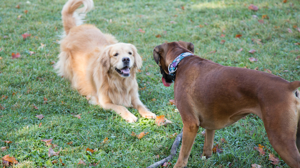 Puppy Dog Trails | 1358 Odessa Crescent, Oakville, ON L6H 1R8, Canada | Phone: (647) 376-7832