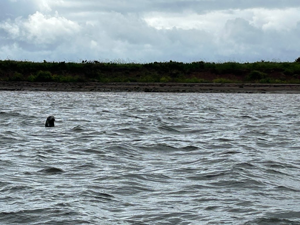 Adventures Marine zodiac Boat Tours | Dock A Charlottetown Yacht Club 2 Pr, Charlottetown, PE C1A 4J6, Canada | Phone: (902) 916-9940
