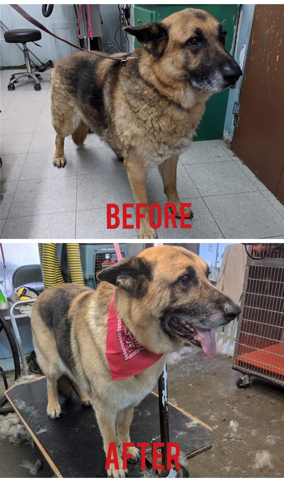 Pet Junction Grooming & Supplies | 27257 Fraser Hwy #101, Aldergrove, BC V4W 3P9, Canada | Phone: (604) 856-3386